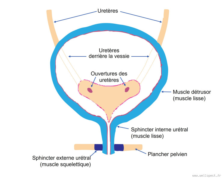Quel organe appuie sur la vessie ? Un phénomène souvent ignoré