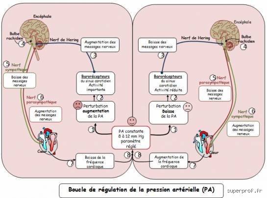 Quel organe régule la pression artérielle de manière durable et efficace ?
