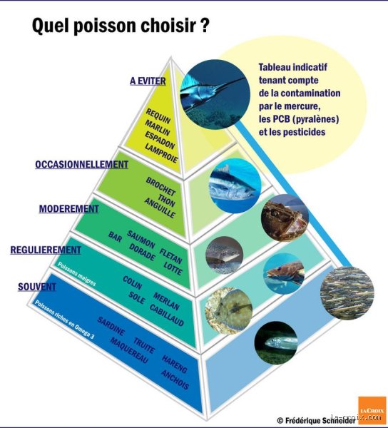 Quel poisson éviter au mercure ? Le guide complet pour consommer sans risque et protéger votre santé