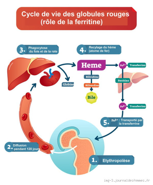 Quel taux de ferritine dangereux ? Comprendre les risques et les seuils