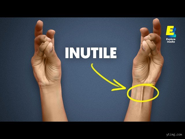 Quelle est le muscle le plus inutile ? Anatomie d'un vestige oublié par l'évolution