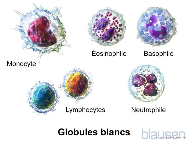 Quelle maladie détruit les globules blancs ?