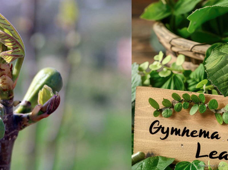 Quelle plante pour couper les envies de sucre ? Le guide des solutions naturelles qui fonctionnent vraiment
