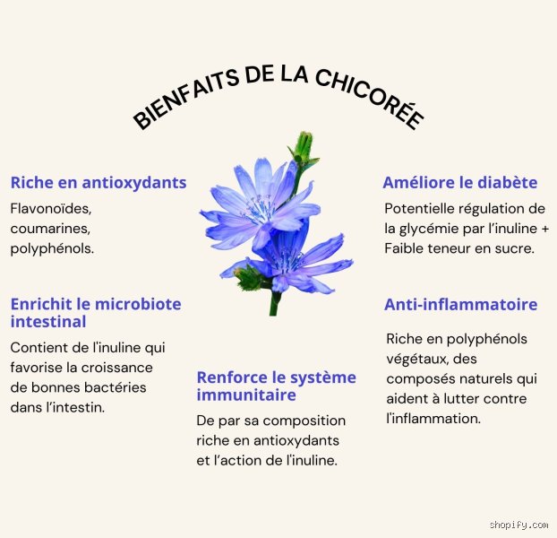 Quelle quantité de chicorée par jour ?