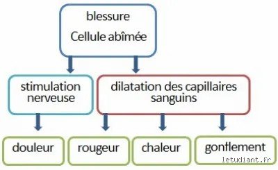 Quels sont les 4 signes cliniques d'une réaction inflammatoire ? Le guide médical complet pour décoder l'alarme de votre organisme