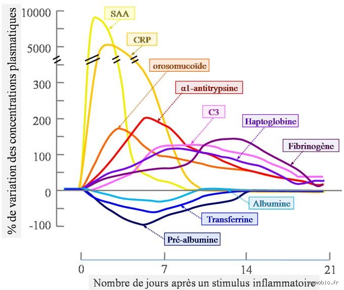 Quels sont les marqueurs chroniques de l'inflammation ? Ce que votre prise de sang cache encore aux médecins
