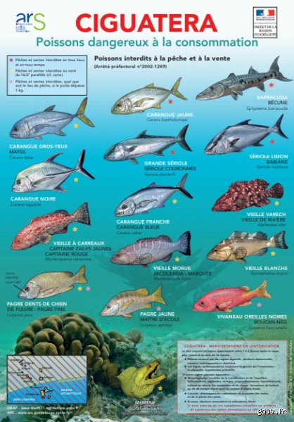 Quels sont les poissons toxiques pour la santé : entre dangers invisibles et fausses certitudes dans votre assiette