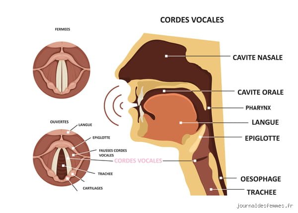 Quels sont les trois rôles des cordes vocales ?