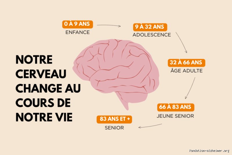 À partir de quelle fréquence votre cerveau se met-il en veille ? Voyage au bout de la vigilance et des ondes cérébrales