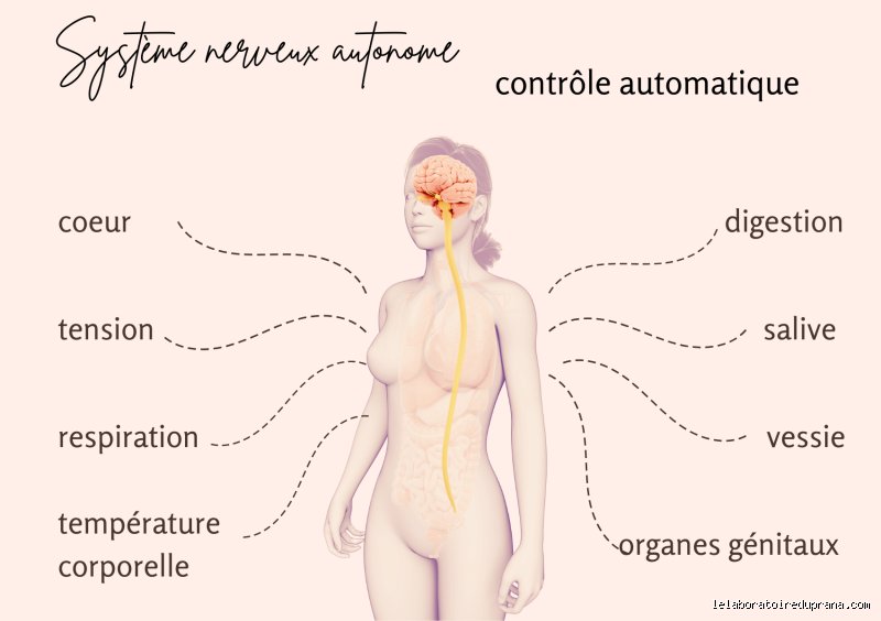 Comment rééquilibrer son système nerveux pour retrouver une sérénité durable et sortir du mode survie permanent