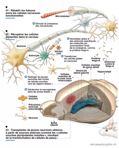 Comment régénérer les neurones naturellement et booster sa neurogenèse : le guide scientifique pour hacker son cerveau