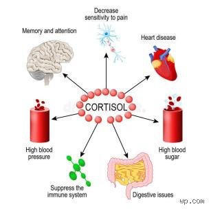 Comment un traumatisme peut-il libérer du cortisol et me réveiller à 3 heures du matin ? Le guide complet sur l'insomnie post-traumatique