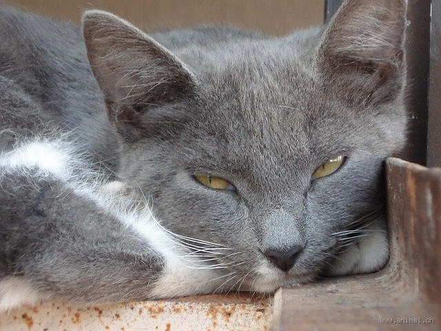Est-ce que les animaux peuvent pleurer ?