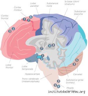 Où se situe la maladie mentale dans le cerveau : voyage au cœur d'une cartographie neurologique encore pleine de zones d'ombre