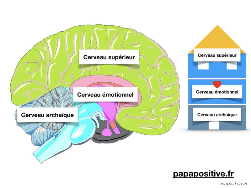 Quelle est précisément la partie du cerveau responsable de la colère et comment notre matière grise gère-t-elle ces explosions ?