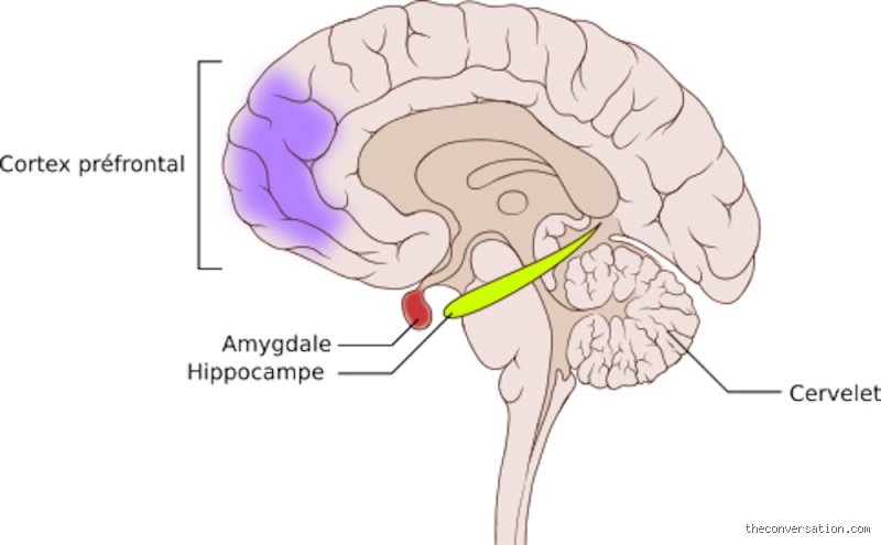 Qu'est-ce qui se passe dans le cerveau quand on a peur ?