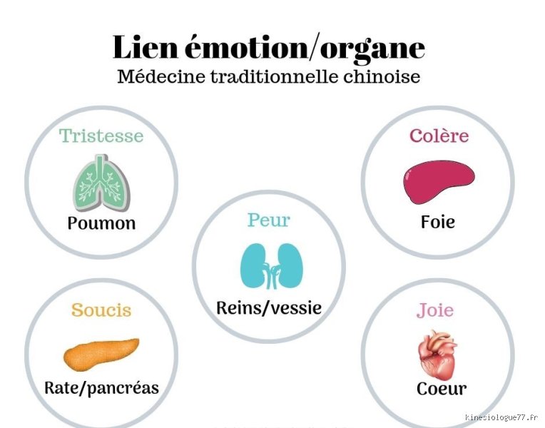 Quel est l'organe des émotions ?