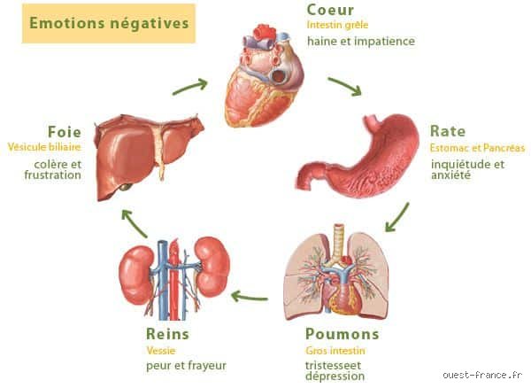 Quelle émotion est liée aux intestins ? Comprendre l'influence du stress et de la peur sur votre microbiote
