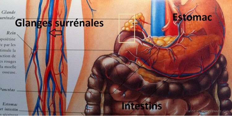 Quelle est l'hormone responsable de la colère ?