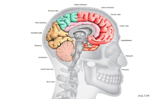 Quelle partie du cerveau contrôle les émotions comme la colère ? Radiographie d’un volcan neurologique
