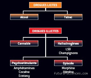 Quelles sont les catégories de drogues ? Le guide exhaustif pour comprendre enfin la classification des substances psychoactives