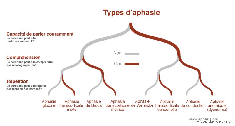 Quels sont les différents types d'aphasie ?