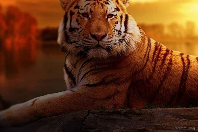 Ist Tiger ein Merkwort? Die Rechtschreibung des Raubtiers erklärt