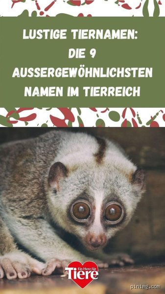 Was sind die lustigsten Tiernamen?