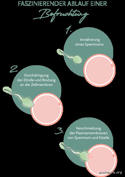 Kann man nach zweimal Abtreiben noch schwanger werden?