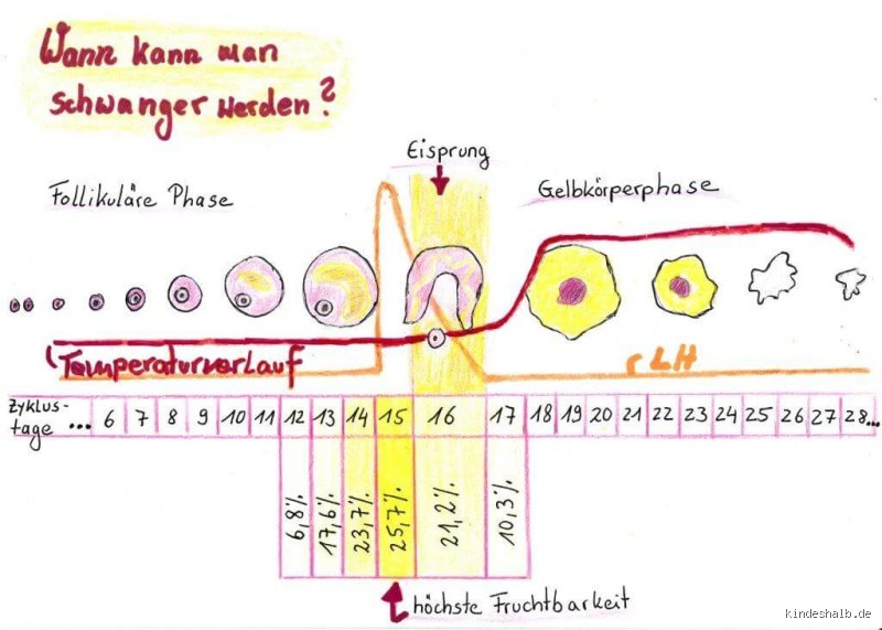 Wie hoch ist die Wahrscheinlichkeit, schwanger zu werden an fruchtbaren Tagen?