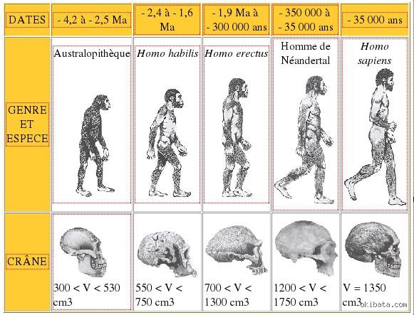 Comment l'humain a été créé : origines et évolution de notre espèce