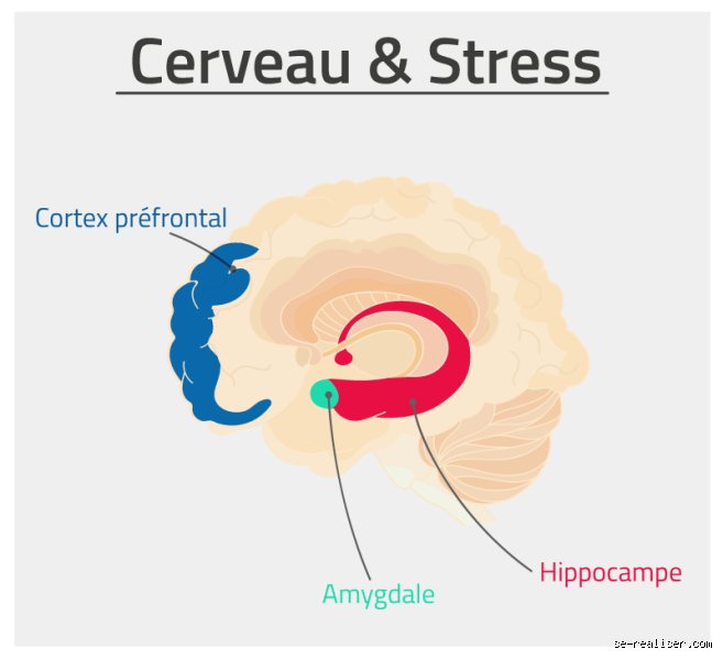 Où se situe le stress dans le cerveau ?