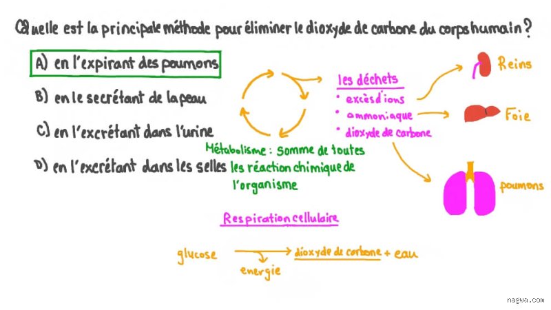 Quelle réaction permet d'éliminer du dioxyde de carbone ?