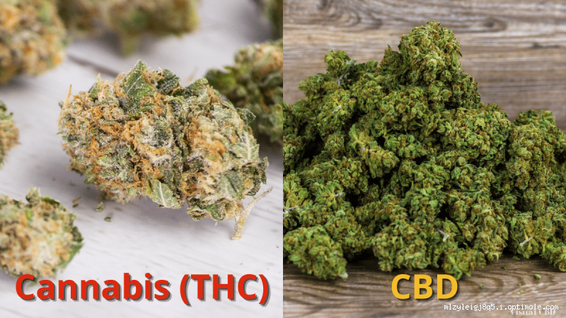 Comment savoir si c'est du CBD ou de la beuh ?