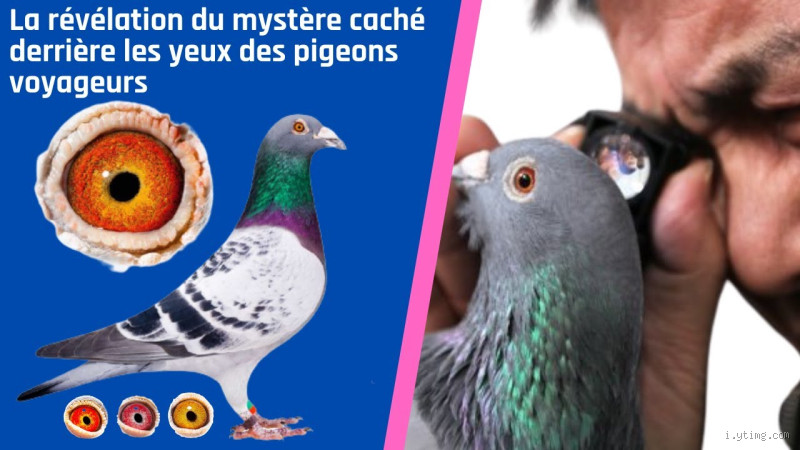 Est-ce que le pigeon est cacher ? La vérité derrière cette question