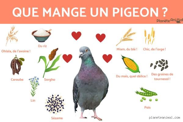 Le Pion Peut Manger le Fou ? Décryptage des Règles d'Échec Cruciales