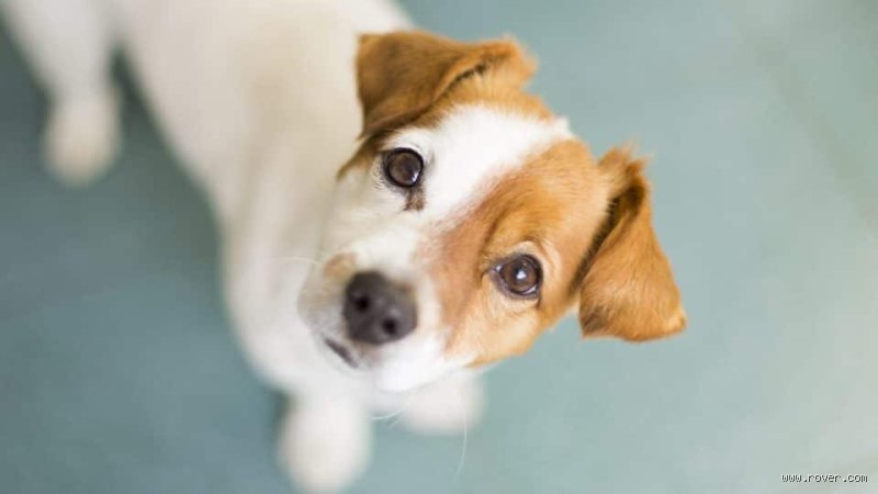 Pourquoi Mon Chien Me Regarde-t-il Avec Ces Yeux ? Le Guide Ultime (Et Émotionnel !)