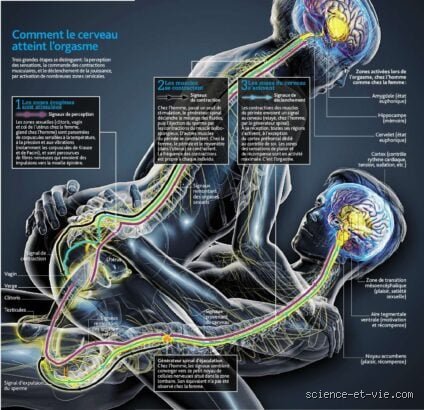 Qu'est-ce qui déclenche l'orgasme féminin : entre biologie complexe, mystères du cerveau et réalités anatomiques méconnues