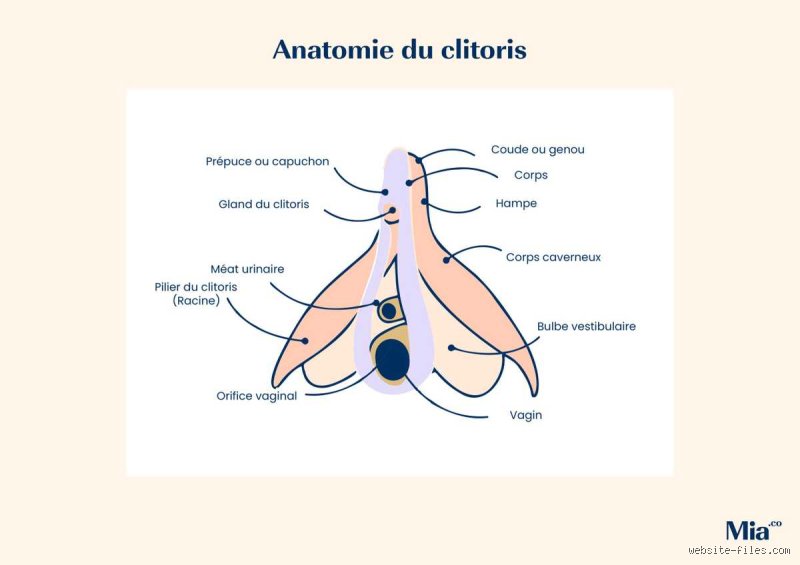 Qu'est-ce qui provoque le plaisir sexuel chez la femme ? Voyage au cœur d'une mécanique biologique et psychique complexe