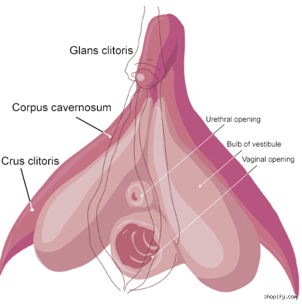 Quel est l'organe le plus excitant chez la femme ? Anatomie d'un désir complexe et cartographie des sens