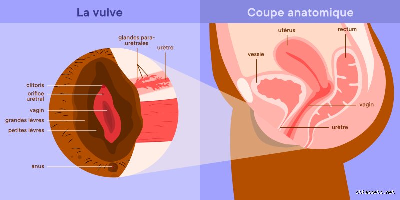 Quel liquide est libéré lorsqu’une femme jouit ? On lève enfin le voile sur les mystères de l’éjaculation féminine