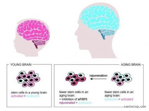 Comment régénérer les cellules du cerveau ? Le guide complet sur la neurogenèse et les stratégies biologiques pour réparer l'encéphale
