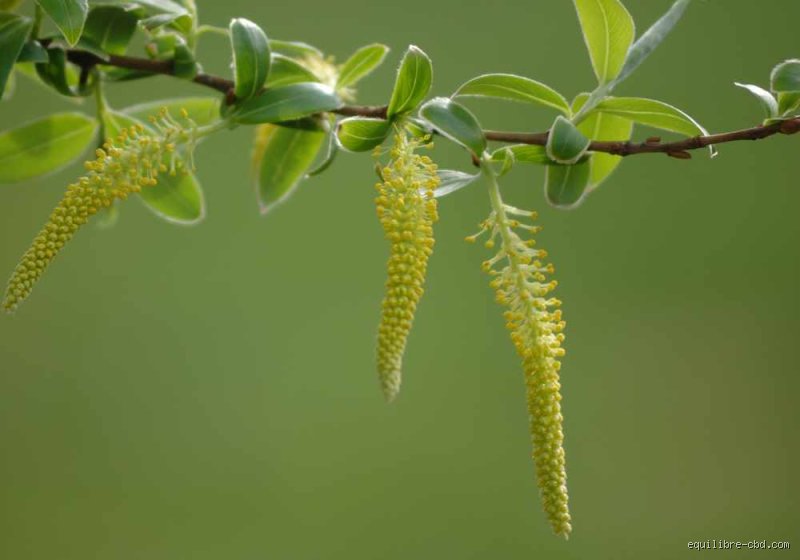 Quelle plante anesthésie la douleur ? Le guide des solutions naturelles face aux antalgiques de synthèse
