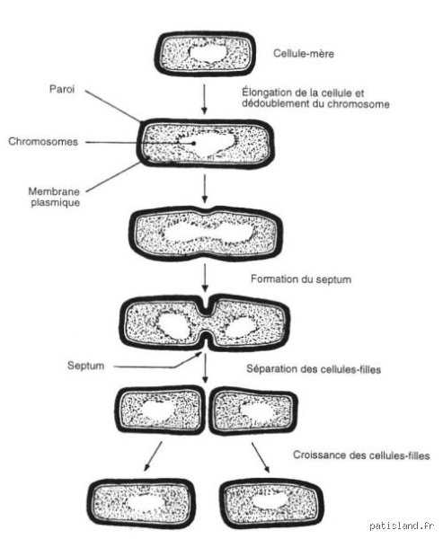 Quelles sont les 4 divisions des bactéries ? Le guide microbiologique pour enfin tout comprendre au vivant microscopique