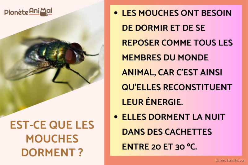 Quand dorment les mouches ? Un mystère étonnant à découvrir