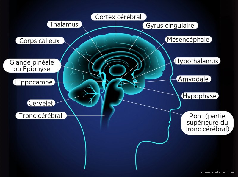Quand le cerveau se réveille avant le corps ?