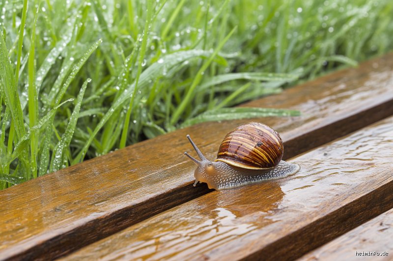 Wie entfernt man Schleim von einer Schnecke?