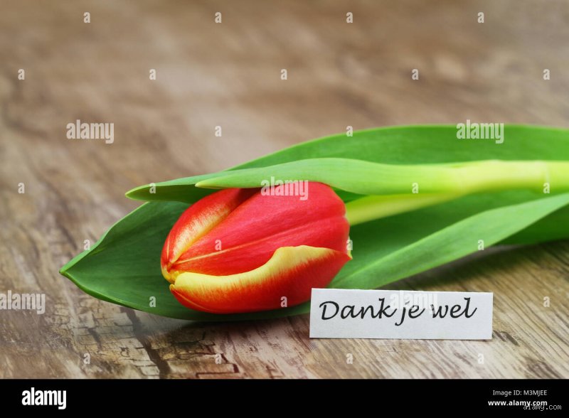 Wie bedankt man sich in Holland? So zeigst du deine Dankbarkeit richtig