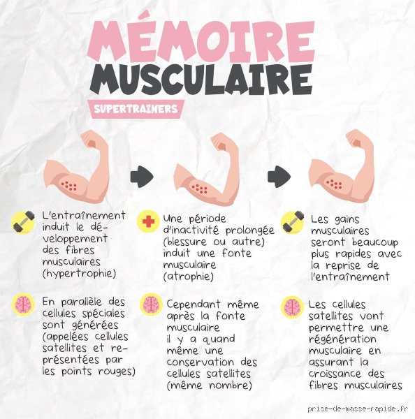 Révèle Ton Potentiel Musculaire Ultime : Jusqu'où Peux-Tu Vraiment Aller ?