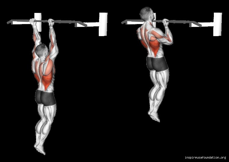 Quel muscle travaille chin up ?